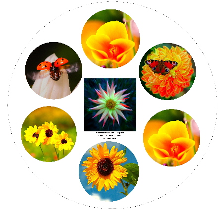 OK_Test_Blumen_3