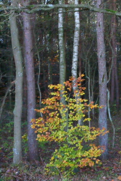 WalduWisch_13-11-13_9054