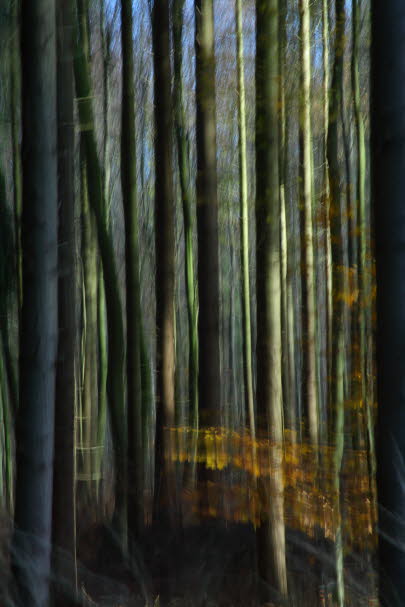 WalduWisch_13-11-13_9079